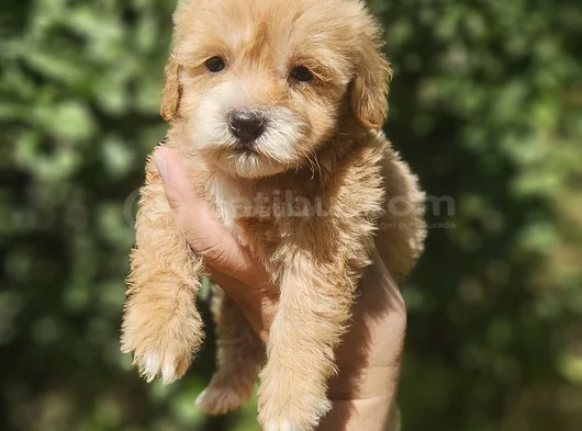 Üst Kalite Maltipoo Yavrularım görsel