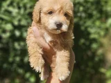 Üst Kalite Maltipoo Yavrularım