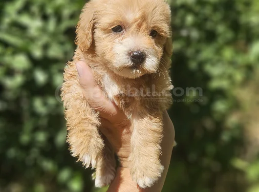 Üst Kalite Maltipoo Yavrularım görsel