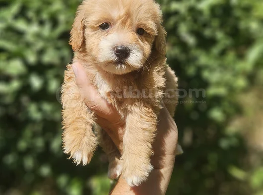 Üst Kalite Maltipoo Yavrularım