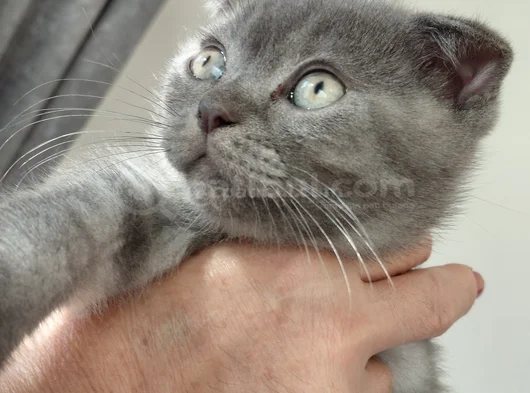 1 Tane Scottish Fold Kedimiz 1 Tane British Shorthair Kedimi görsel