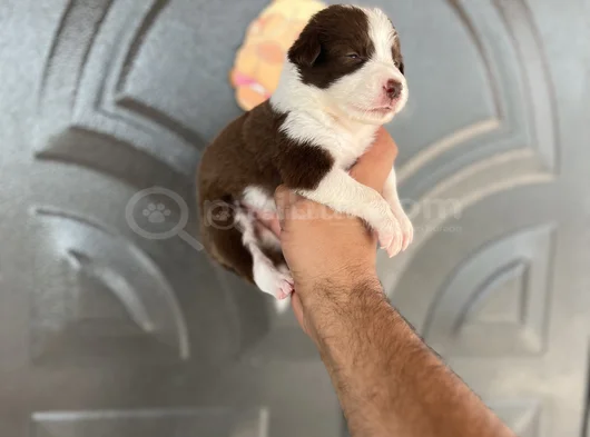 Kızıl Bordercoli Yavrular görsel
