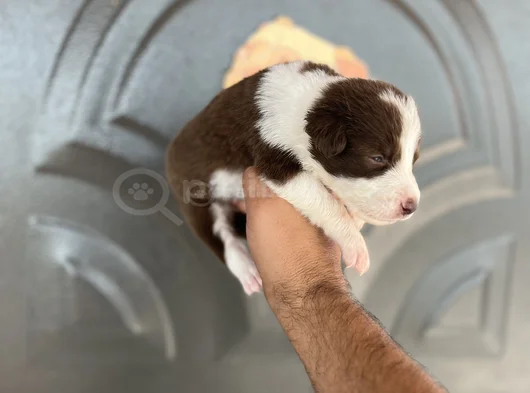 Kızıl Bordercoli Yavrular görsel