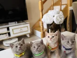 Safkan British Shorthair Lilac ve Krem yavrular