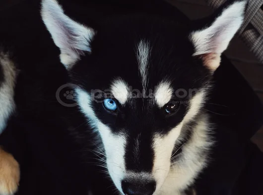 3 Aylık Husky görsel