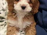 Maltipoo Yavrularımız Sıfır Boy