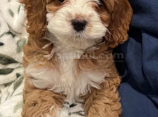 Maltipoo Yavrularımız Sıfır Boy görsel
