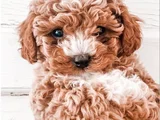 Maltipoo yavrularımız sıfır boy