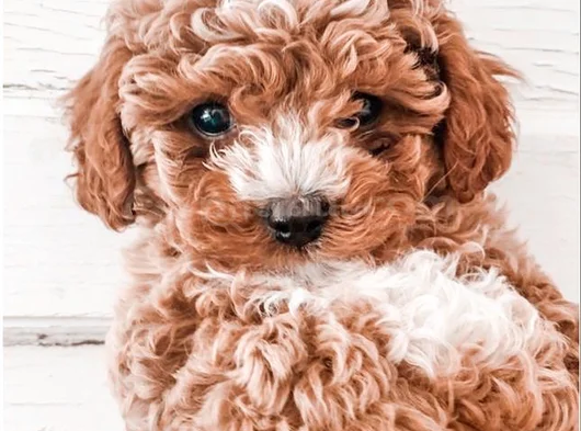 Maltipoo Yavrularımız Sıfır Boy