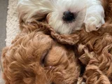Maltipoo Yavrularımız Sıfır Boy