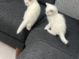 Scothis Beyaz Erkek
