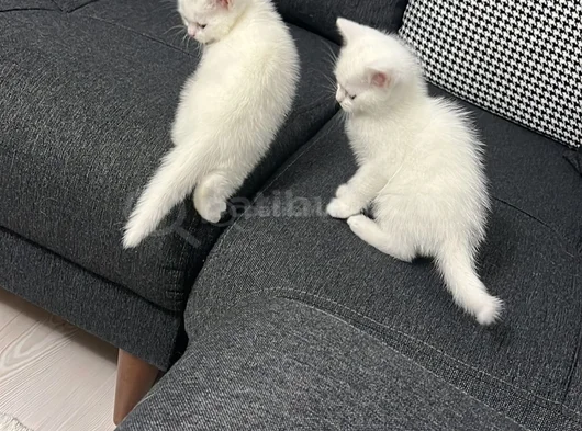 Scothis Beyaz Erkek görsel