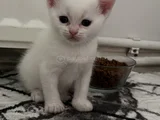 Scothis Beyaz Erkek