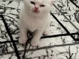 Scothis Beyaz Erkek
