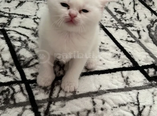 Scothis Beyaz Erkek görsel