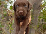 Safkan  çikolata labrador yavrular