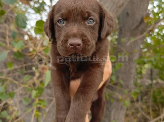Safkan  Çikolata Labrador Yavrular