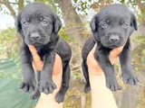 Safkan  Çikolata Labrador Yavrular