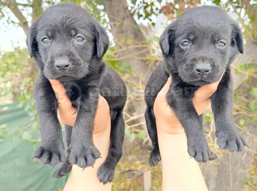 Safkan  Çikolata Labrador Yavrular görsel
