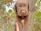 Safkan  Çikolata Labrador Yavrular