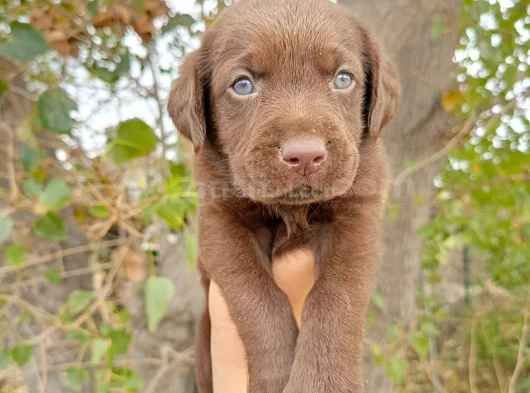 Safkan  Çikolata Labrador Yavrular görsel