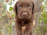 Safkan  Çikolata Labrador Yavrular