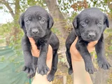 Safkan  Çikolata Labrador Yavrular
