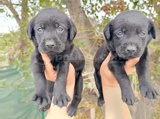 Safkan  Çikolata Labrador Yavrular görsel