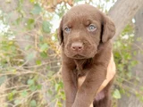 Safkan  Çikolata Labrador Yavrular