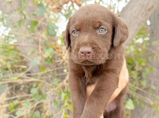 Safkan  Çikolata Labrador Yavrular görsel