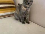 5 Aylık Dişi Sahiplendirme