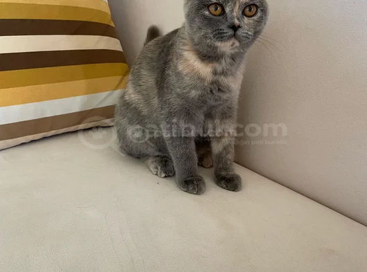 5 Aylık Dişi Sahiplendirme görsel
