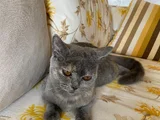 5 Aylık Dişi Sahiplendirme