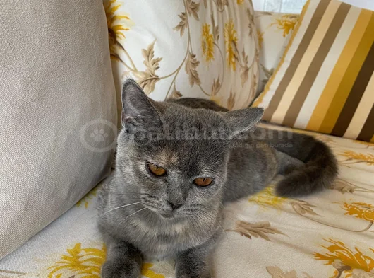 5 Aylık Dişi Sahiplendirme görsel