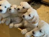 Gönül Hirsizi Golden Bebekler