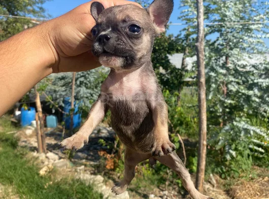 A Kali̇te French Buldog görsel