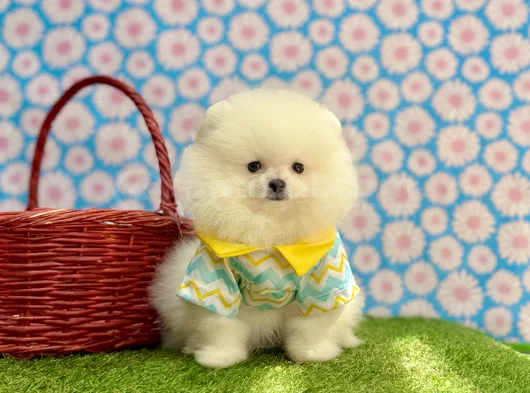 A Plus Irk Standartlarında Gerçek Pomeranian Ayıcık görsel
