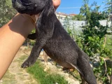A Kali̇te French Buldog
