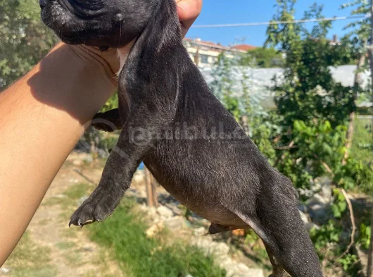A Kali̇te French Buldog görsel
