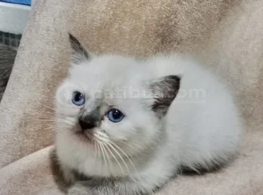 Bluepoi̇nt Di̇şi̇ Bri̇ti̇sh Bebemi̇z görsel