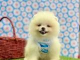 Safkan Pomeranian Güzelliklerimiz