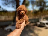 Renk renk toy poodle yavrularımız