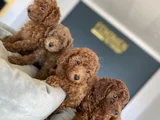 Renk Renk Orji̇nal Toy Poodle Yavrularimiz Güncel Ankara