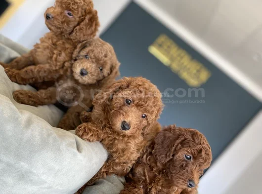 Renk Renk Orji̇nal Toy Poodle Yavrularimiz Güncel Ankara görsel