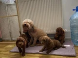 Renk Renk Orji̇nal Toy Poodle Yavrularimiz Güncel Ankara