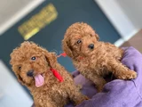 Renk Renk Orji̇nal Toy Poodle Yavrularimiz Güncel Ankara