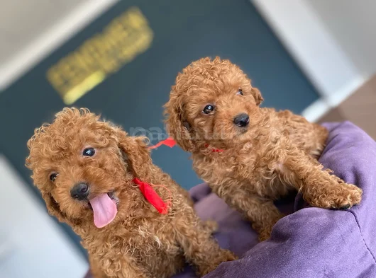 Renk Renk Orji̇nal Toy Poodle Yavrularimiz Güncel Ankara görsel