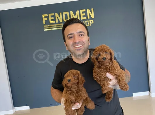 Renk Renk Orji̇nal Toy Poodle Yavrularimiz Güncel Ankara