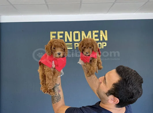 Renk Renk Orji̇nal Toy Poodle Yavrularimiz Güncel Ankara görsel