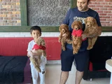 Renk Renk Orji̇nal Toy Poodle Yavrularimiz Güncel Ankara